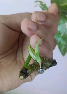 epipremnum pinnatum albo Cuttings