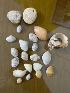 Sea Shells