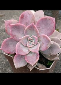 Pretty Pink graptopetalum Succulent