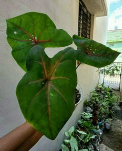 Caladium Bicilor Plant 🌵Pot