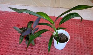 Pack 2 Dracaena Mahatma &amp; Heart Purple Plants&amp; Pot