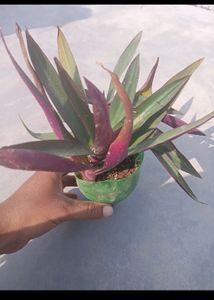 1Jade &amp; Leaf Plant