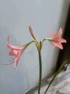 Amaryllis lilly bulb