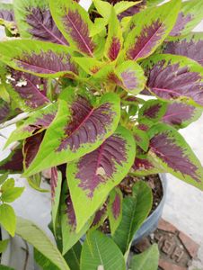 8 Plant Combo
