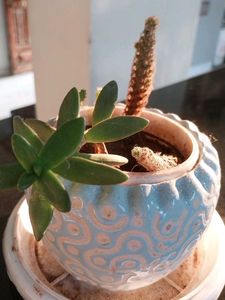 Decorative Potted Succulent Plant