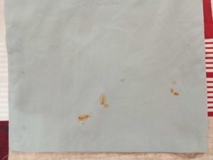 Grey parachute baggy pant 🩶