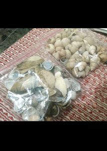 Bulk Seashells for Crafting &amp; Decor
