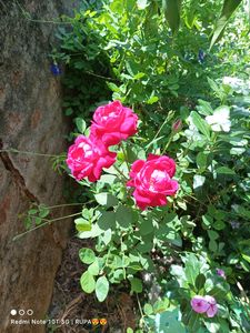 Alive Rose Plant
