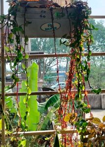 Trailing  Plant