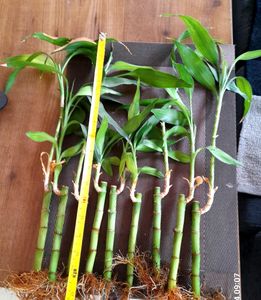 Bamboo Saplings 15 Inch Average Height