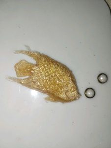 Golden Fish Charm