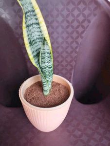 Plants Combo