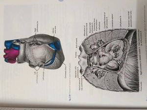 Cunningham's Anatomy Books (Set of 3)