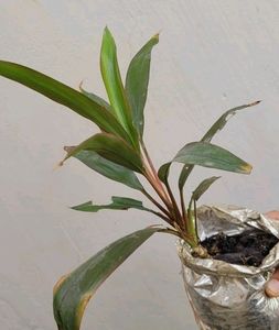 Set 3 Never...&amp;Dracaena Ruby Healthy Plant