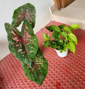 Pack 2 Money &amp; UJJAISEEDS rare polka Plants &amp; pots