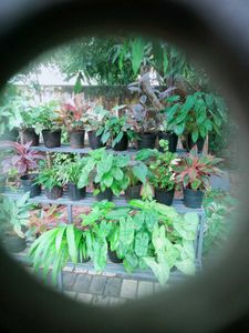 10 live root plants