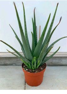 Healthy Aloe Vera Plant