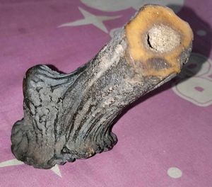 Antique 100+ Years Old Raindeer Horn Piece.