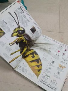 DK Knowledge Encyclopedia