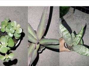 8 Plant & 20 Pecock Seed
