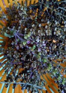 Shyama Tulsi seeds
