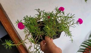 Pack 2 Portulaca grandiflora &amp; Callisia Fragrans: