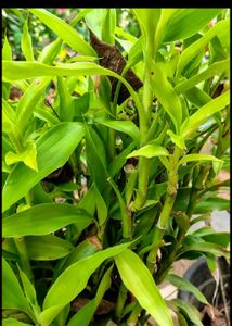 Combo Of 2 Lucky Bamboo Plant