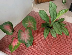set 2 dieffenbachia segulne &amp; UJJAISEEDS