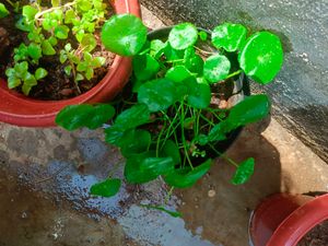 3 Plants In Combo Saplings With Free Delivery