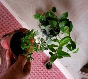 3 Set  Ming Aralia Pana &amp; Money &amp; Bear Plants