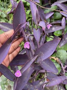 Vibrant Purple Heart Plant and other plants cuttin