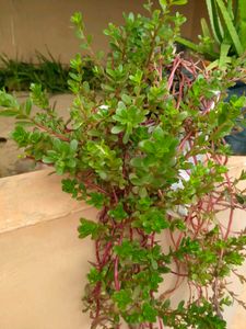 10 "0  Clock Plant