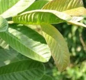Guava Leaf