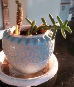 Decorative Potted Succulent Plant