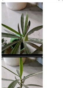 Any 8 Plant