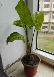 Combo of plants