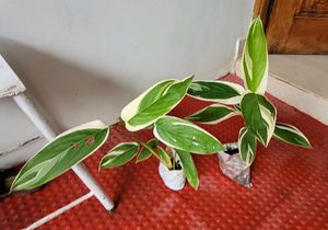 Pack 2 Evergreen Ctenanthe pilosa.. Plan