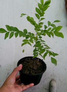 Curry Leaf Plants 🌿 &amp; Pot