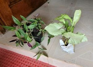 Pack 2 Zabronics &amp; Arrowhead Plants