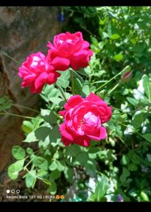Combo Alive Flower Plant