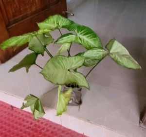 Pack 2 arrowhead plant 🌵 &amp; pot