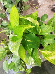 BROKEN HEART PLANT AND MONEY PLAN