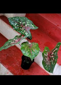 कॅलेडियम बिक्लोर प्लांट &amp; Arrowhead Plant 🌵&amp; Pot