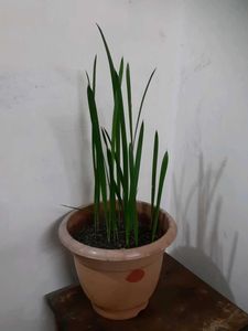 Dates Tree For Interior Decoration