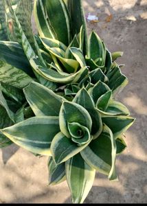 Whole1 Year Old Mature Dwarf Snake Plant