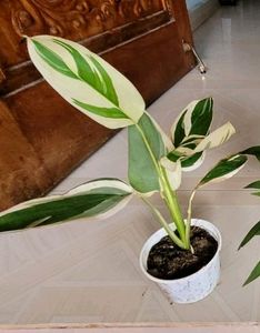 Pack 2 Nevernever &amp; Money Plant 🌵