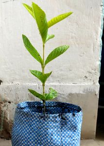 Guava Plant with Pot
