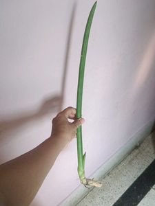 Unique sensiveria cylindrica