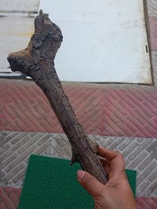 Aquarium Wood