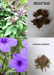 Big Bundle Of Plants And Seeds